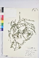 五蕊油柑藏品圖，第1張