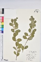 白飯樹藏品圖，第1張