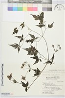 巴氏鐵線蓮藏品圖，第2張