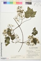 串鼻龍藏品圖，第2張