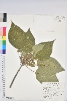 血桐藏品圖，第1張