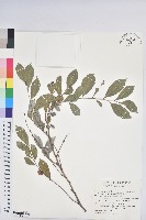 細葉饅頭果藏品圖，第1張