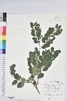 光枝多花油柑、無毛小果葉下珠藏品圖，第1張