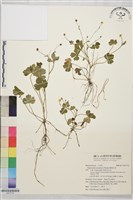 鹿場毛茛藏品圖，第1張