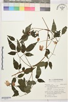 小木通藏品圖，第1張