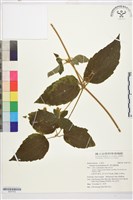 銹毛鐵線蓮藏品圖，第1張