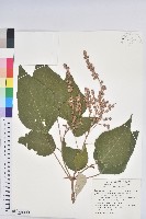 白匏子藏品圖，第1張