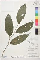 登錄號:S207810藏品圖，第1張