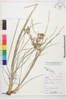 登錄號:S207812藏品圖，第1張