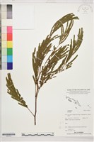 登錄號:S207814藏品圖，第1張