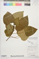 蓮葉桐藏品圖，第1張