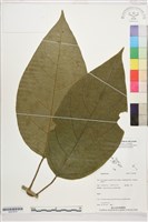 登錄號:S207819藏品圖，第1張