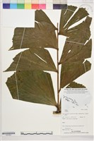 登錄號:S207820藏品圖，第1張