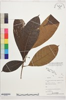 登錄號:S207822藏品圖，第1張