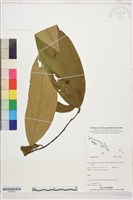 登錄號:S207823藏品圖，第1張