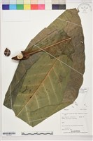 登錄號:S207824藏品圖，第1張