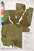 登錄號:S207825藏品圖，第1張