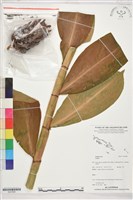 登錄號:S207826藏品圖，第1張