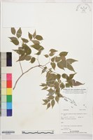 登錄號:S207827藏品圖，第1張