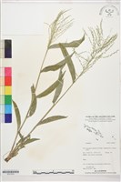 登錄號:S207829藏品圖，第1張