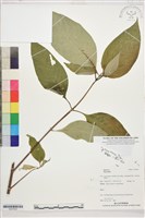 登錄號:S207830藏品圖，第1張