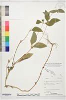 登錄號:S207831藏品圖，第1張