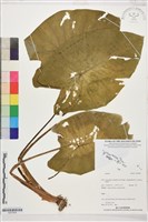 登錄號:S207834藏品圖，第1張