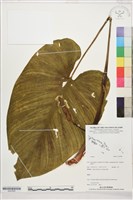 登錄號:S207835藏品圖，第1張