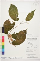 登錄號:S207836藏品圖，第1張