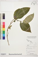 登錄號:S207837藏品圖，第1張