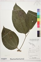 登錄號:S207838藏品圖，第1張