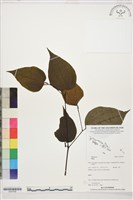 登錄號:S207839藏品圖，第1張