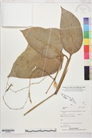 登錄號:S207840藏品圖，第1張