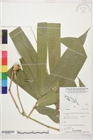 登錄號:S207841藏品圖，第1張