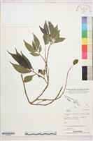 登錄號:S207842藏品圖，第1張