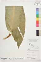 登錄號:S207843藏品圖，第1張