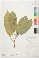 登錄號:S207844藏品圖，第1張