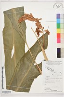 登錄號:S207845藏品圖，第1張