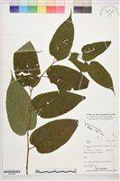 登錄號:S207846藏品圖，第1張