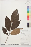 登錄號:S207847藏品圖，第1張