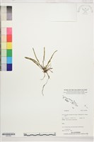 登錄號:S207848藏品圖，第1張