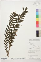 登錄號:S207849藏品圖，第1張