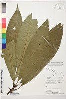 登錄號:S207850藏品圖，第1張