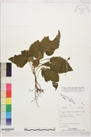 登錄號:S207851藏品圖，第1張