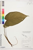 登錄號:S207852藏品圖，第1張