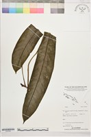 登錄號:S207854藏品圖，第1張