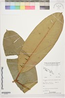 登錄號:S207855藏品圖，第1張