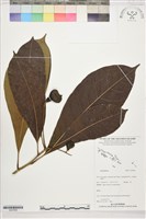 登錄號:S207856藏品圖，第1張