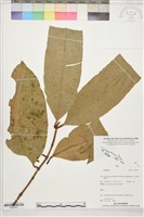 登錄號:S207857藏品圖，第1張