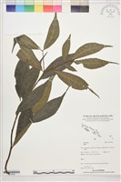 登錄號:S207859藏品圖，第1張